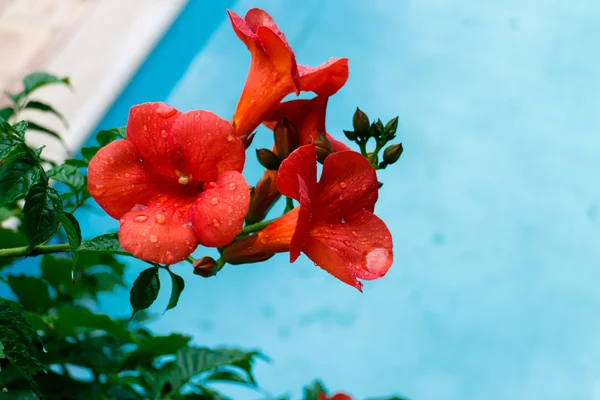 수영장 배경으로 열 대가 붉은 꽃 — 스톡 사진
