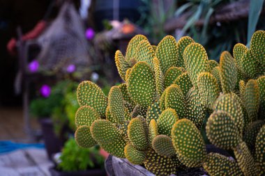 Bir pazar yerinde taze yeşil renkli kaktüs üzerine seçici bir odaklanma. Karadağ