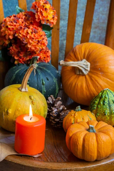 Renkli balkabakları, mum ve turuncu çiçekleri antika sandalyede, gri arka planda, dikey