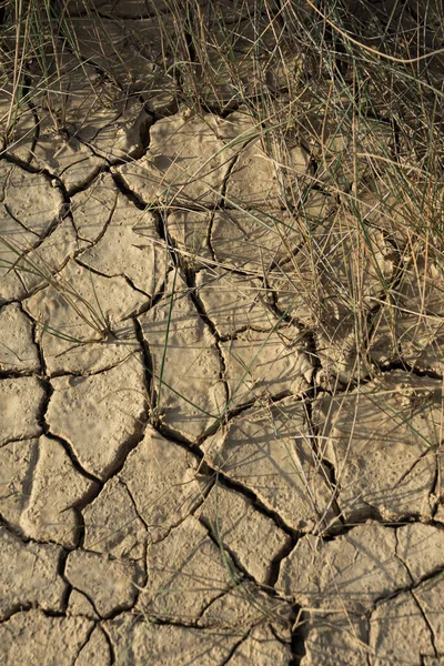 Detail Der Rissigen Erde Mit Vegetation Den Bardenas Reales Navarra — Stockfoto