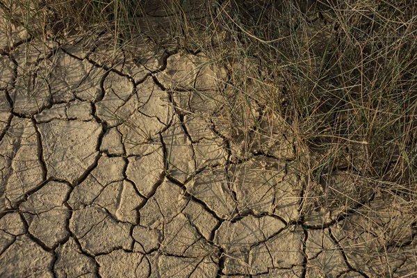 Détail Terre Fissurée Avec Végétation Dans Les Bardenas Reales Navarra — Photo