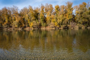 Nehrin kıyısındaki altın ağaçların sonbahar manzarası dalgalı sularda yansıyor güneşli bir günde, İspanya, Navarra 'da, yatay