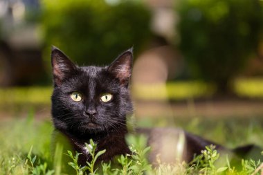 Beyaz bıyıklı, sarı gözlü, çimenlerde saklanan siyah bir kedi.