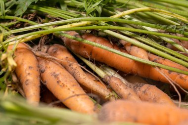 Taze havuçlar topraktan yeni çıkarıldı, yakın plan.