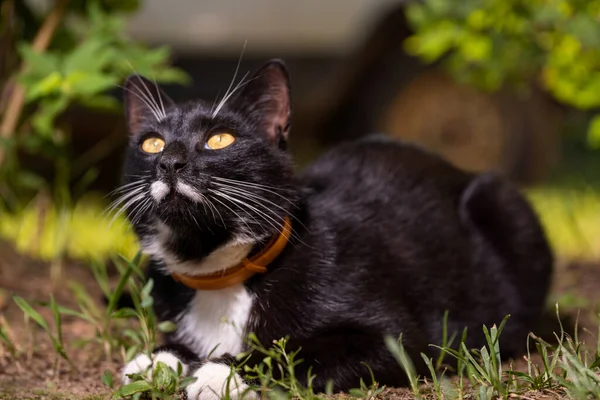 A black cat with a white mustache and yellow eyes, hiding in the grass