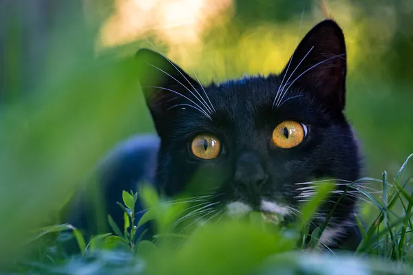 Black Cat White Mustache Yellow Eyes Hiding Grass — Stock Photo, Image