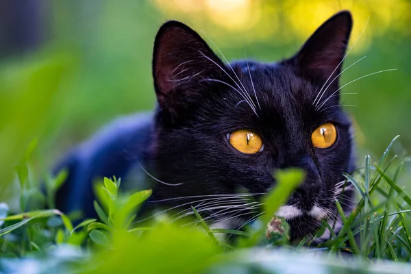 Gatto Nero Con Baffi Bianchi Gli Occhi Gialli Nascosto Nell — Foto Stock