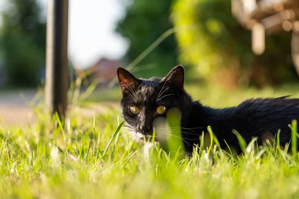 一只黑猫 长着白色的胡子和黄色的眼睛 躲在草地上 — 图库照片