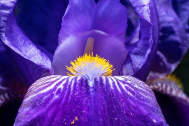 Mor Iris sarı saçlar, makro