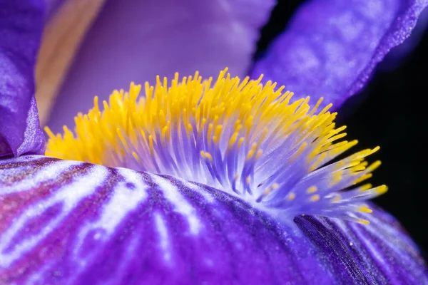 Yellow hairs of purple Iris, macro