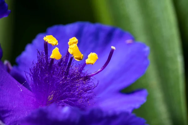 Yellow Tradescantia Boxes Pollen Purple Flower — Stock Photo, Image