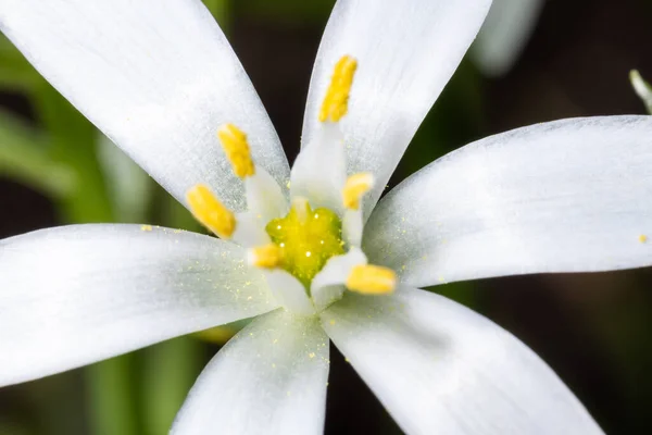 Biały Kwiat Ornitogalu Żółtym Pyłkiem — Zdjęcie stockowe