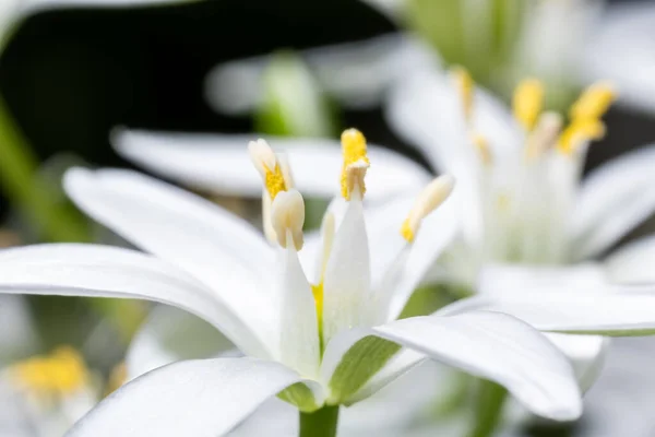Fehér Ornitogalum Virág Sárga Virágporral — Stock Fotó