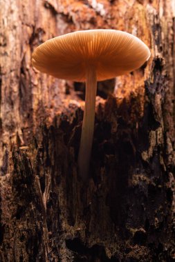 Çürümüş bir ağaçta küçük bir mantar yetişiyor..