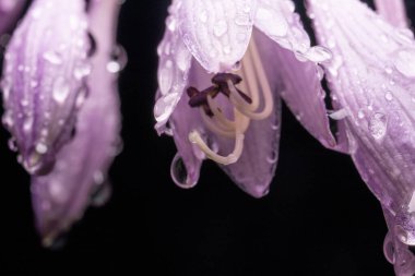 Beyaz-mor Çiçekler Yağmurdan sonra Hosta, damlacıklar sarkır