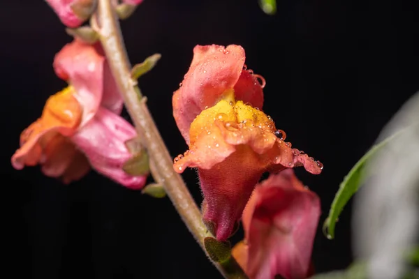 Růžové Květy Antirrhinu Kapkách Dešti — Stock fotografie