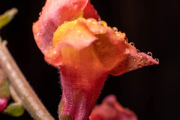 Flores Rosas Antirrhinum Gotas Después Lluvia —  Fotos de Stock
