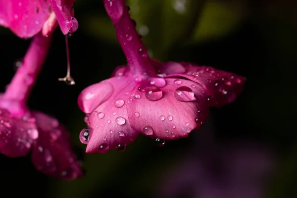 Růžové Květy Phloxu Kapkách Dešti — Stock fotografie