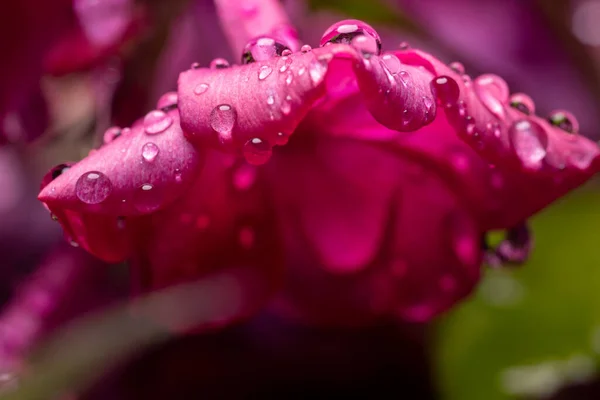 Rózsaszín Virágok Phlox Cseppekben Eső Után — Stock Fotó