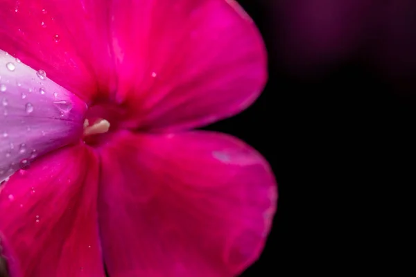 Pink Flowers Phlox Drops Rain — Stock Photo, Image