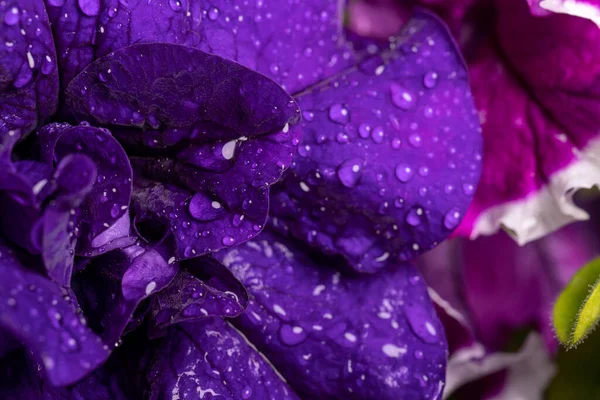 Flor Petúnia Roxa Gotas Após Chuva Fotografia De Stock