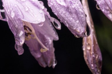 Beyaz-mor Çiçekler Yağmurdan sonra Hosta, damlacıklar sarkır