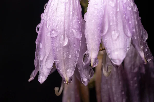 白い紫色の花雨の後のホスタ 滴が垂れて — ストック写真