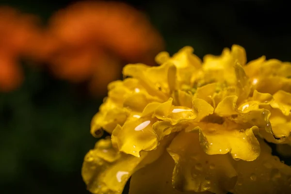 Yellow Flowers Marigolds Rain Water Drops — Stock Photo, Image