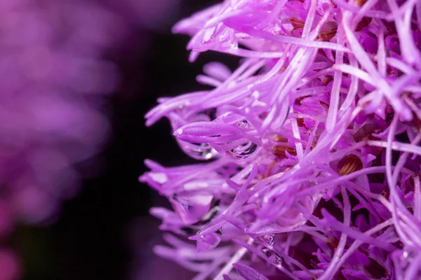 Purple Flower Liatris Spicata Rain Drops Hanging — Stock Photo, Image
