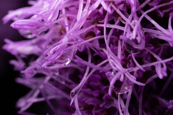 Flor Púrpura Liatris Spicata Después Lluvia Gotas Colgando —  Fotos de Stock
