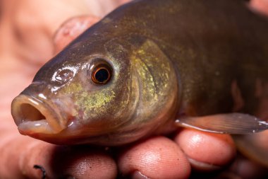 Ellerinde kırmızı gözleri olan küçük bir balık Tinca Tinca.