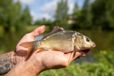 Ellerinde sazan balığı, doğanın arka planına karşı..