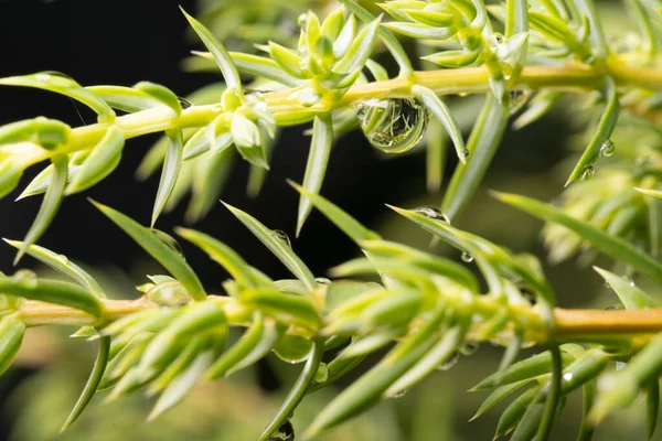 雨の後に枝を発芽させ 針に水を落とす — ストック写真