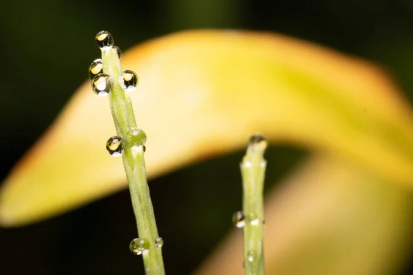 Neat Dew Drops Plant Background Yellow Leaves — Stock Photo, Image