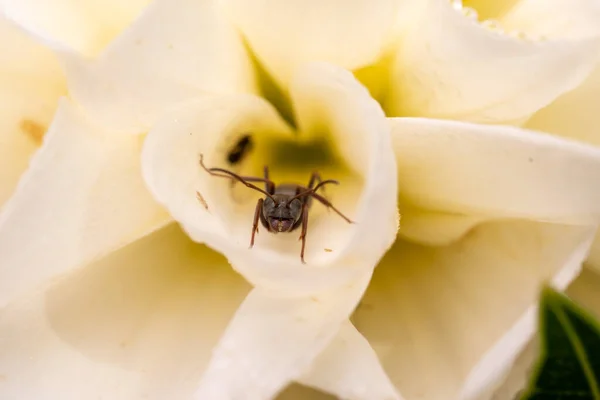 Mrówka Ukryła Się Płatkach Białego Kwiatu — Zdjęcie stockowe