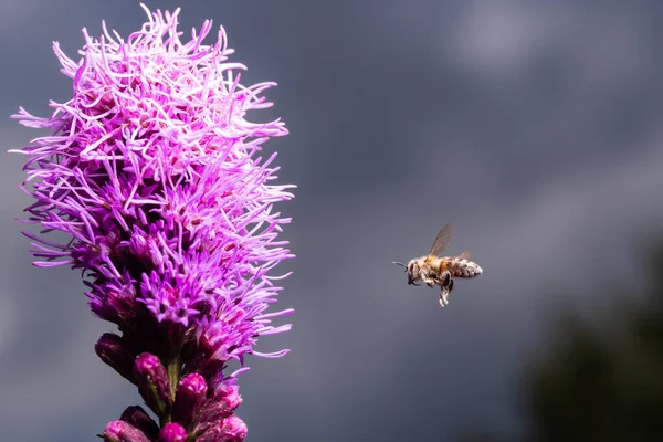 벌들은 보라색 Liatris Shopata 꽃에서 모읍니다 매크로 스톡 이미지