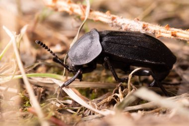 Büyük siyah bir böcek bir barbel veya oduncu, makrodur..