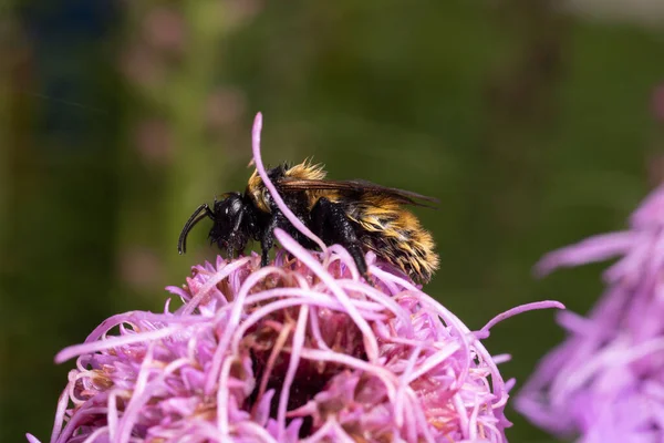 Bumblebee Wet Rain Dried Purple Liatris Spicata Flower — Stock Photo, Image