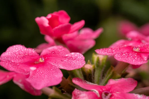 雨の後に落ちるフロックスのピンクの花 — ストック写真