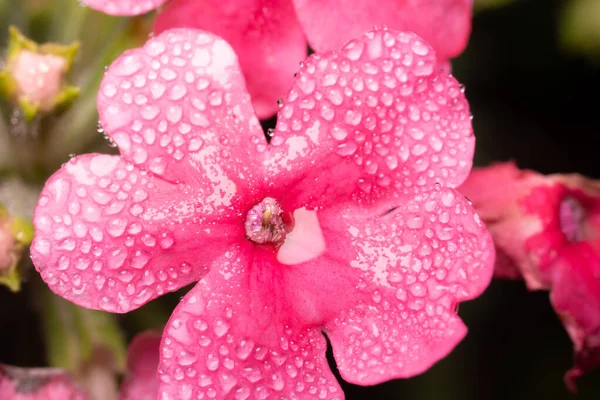 雨の後に落ちるフロックスのピンクの花 — ストック写真