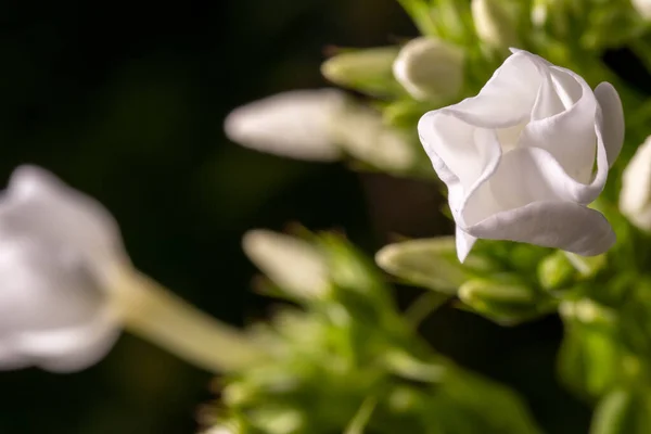 Biały Bukiet Kwiatów Phlox — Zdjęcie stockowe