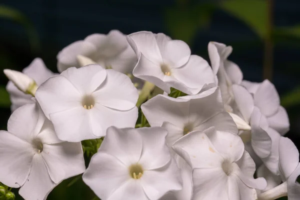 白い花束のフロックスの花 — ストック写真