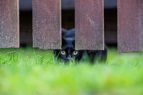 Черная Кошка Зеленой Траве Прячется Забором — стоковое фото