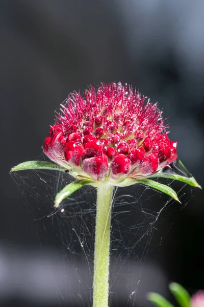 Blood Red Flower Armeria Maritima — Stock Photo, Image