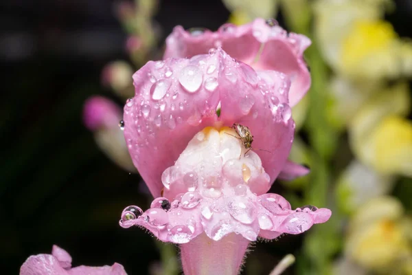 Růžové Květy Antirrhinu Kapkách Dešti — Stock fotografie