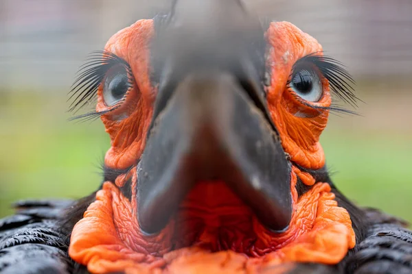 Auge Des Südlichen Erdhornvogels — Stockfoto