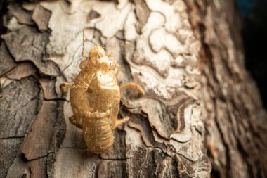 The cicada threw off its shell. It dried up in the sun. Hanging from a tree. Back view.