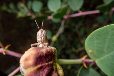 Caper flower. Green foliage. A bug peeks out from behind a flower.