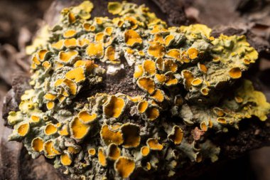 Wood mushroom. Very old tree.