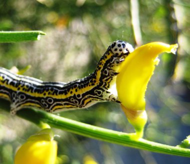 machaon tırtıl